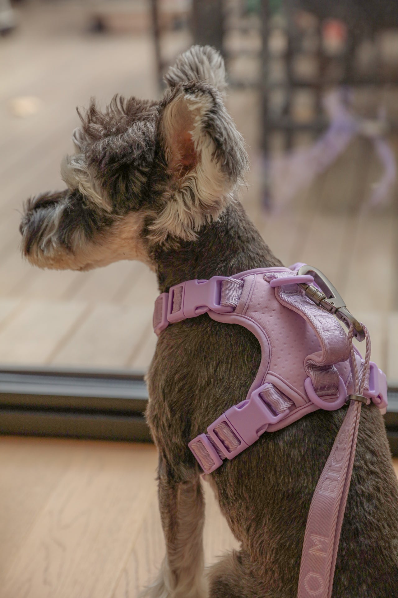 NO PULL ACTIVE  PET HARNESS - MINT PURPLE