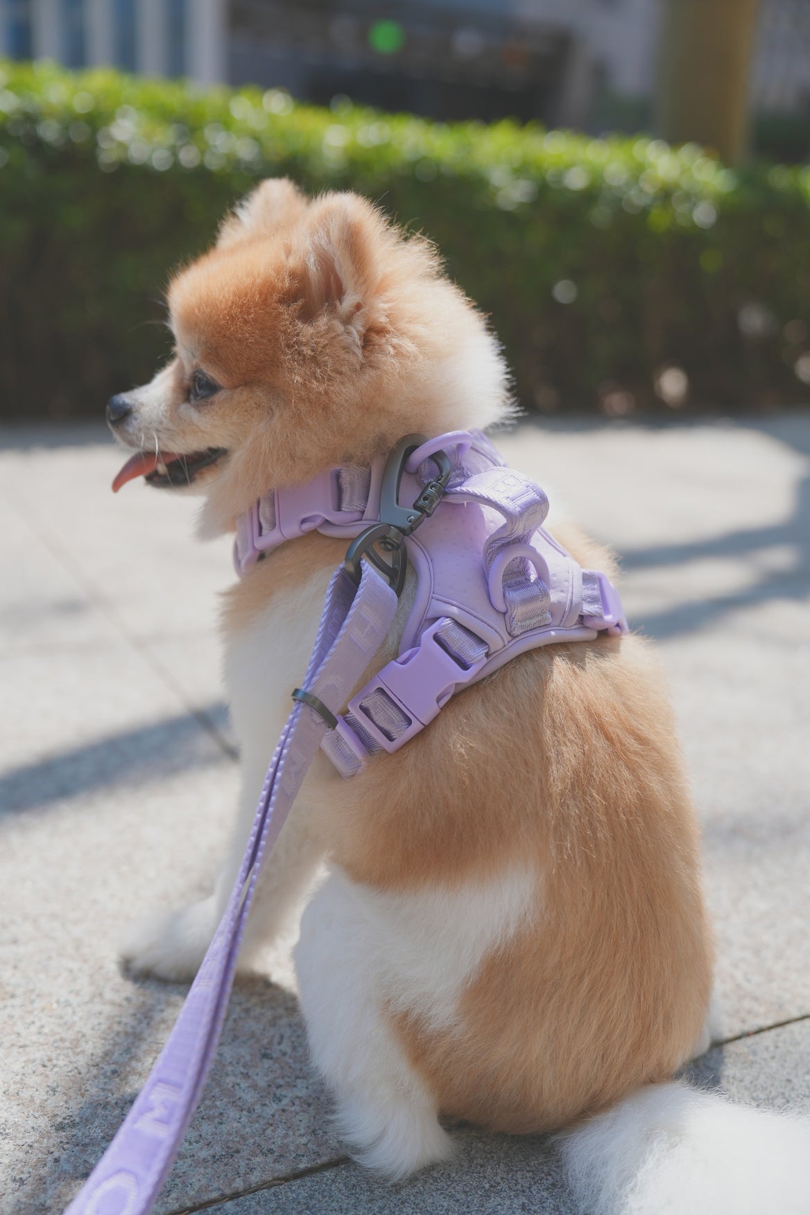 NO PULL ACTIVE  PET HARNESS - MINT PURPLE