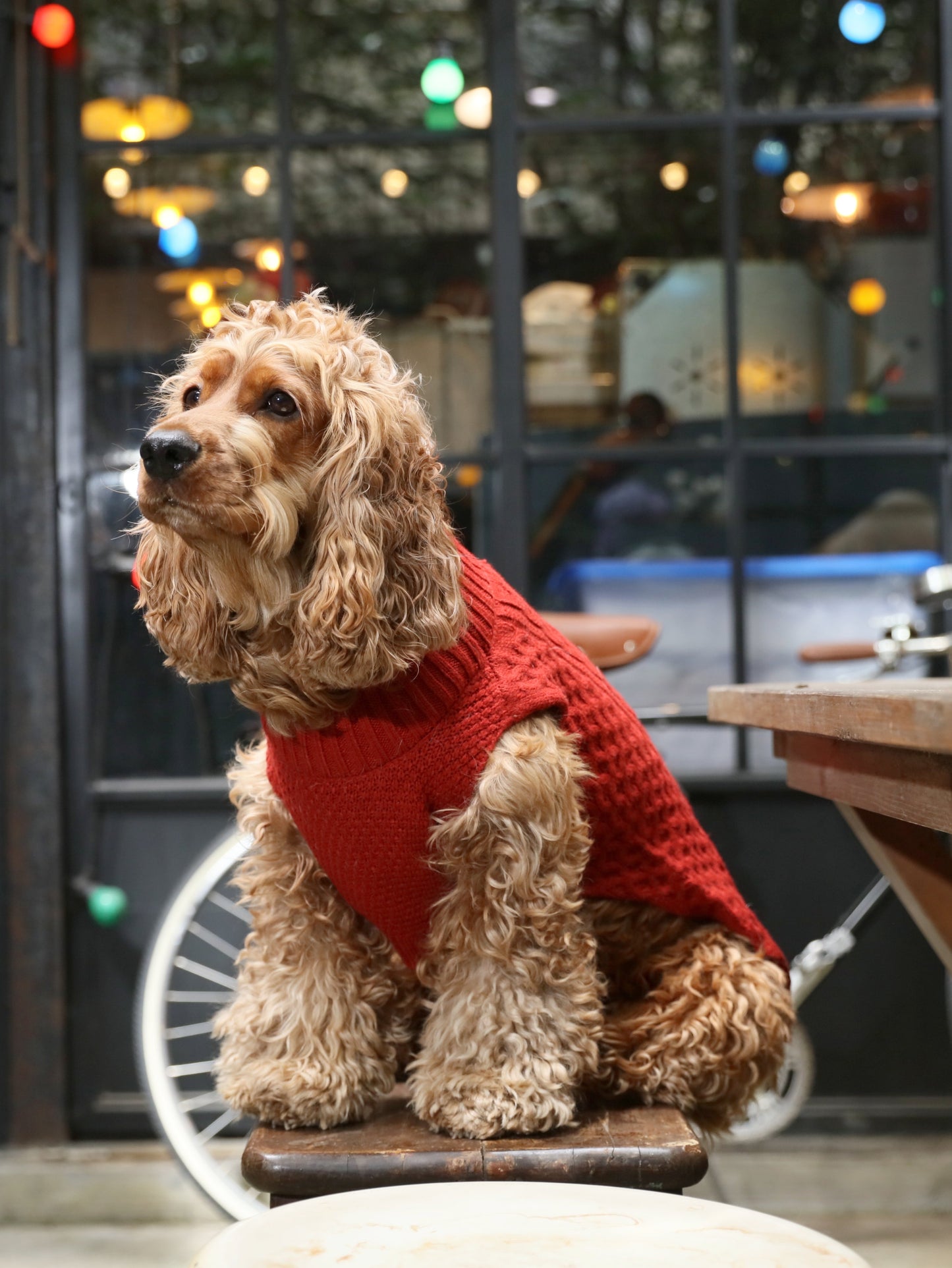 Pet Sweater Vest - Red