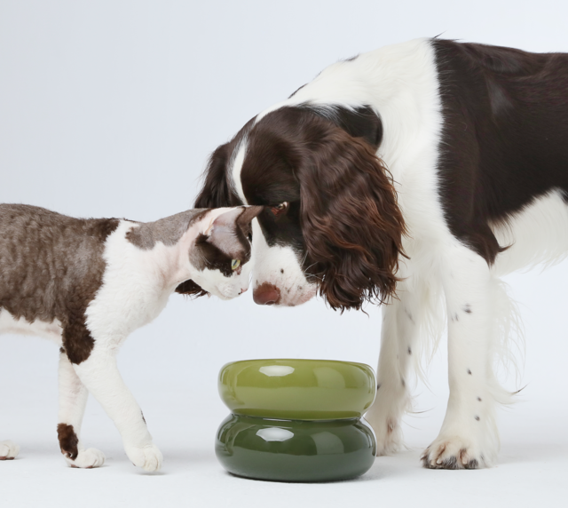 Soufflé Pet Bowl - Avocado Green