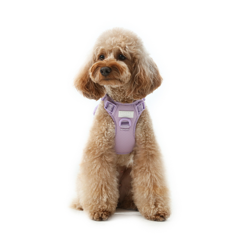 NO PULL ACTIVE  PET HARNESS - MINT PURPLE